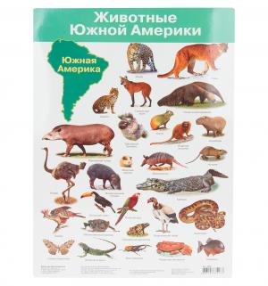Плакат  Животные Южной Америки Дрофа