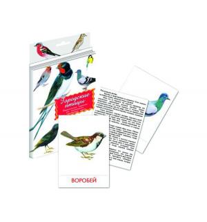 Дидактические карточки  Городские птицы Маленький гений