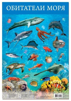 Плакат  Обитатели моря Дрофа-Медиа