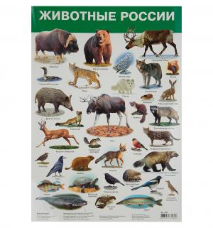Плакат  Животные России Дрофа