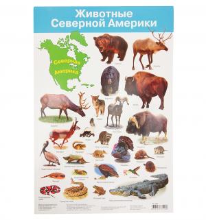 Плакат  Животные Северной Америки Дрофа